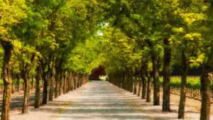 San Diego Winery limo services party bus rentals packages and lists